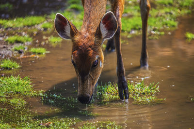 Portrait of deer drinking water