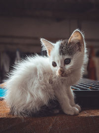 Portrait of a cat looking away