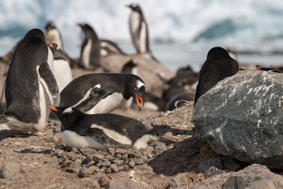 View of birds on rocks at beach