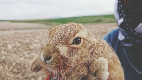 Close-up of person carrying rabbit