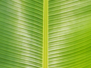 Full frame shot of palm leaves