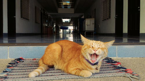 Cat lying down on floor