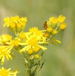 Close-up of yellow flower