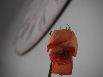 Close-up of flower against blurred background