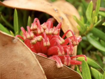 Close-up of red berries growing on plant
