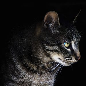 Close-up of cat looking away