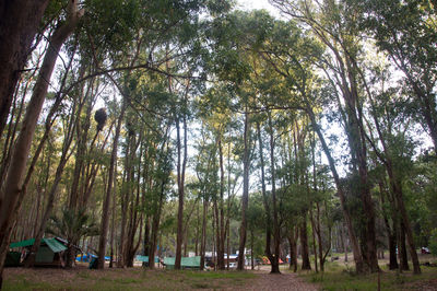 Panoramic view of palm trees against sky