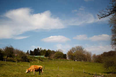 Cows grazing on field against sky