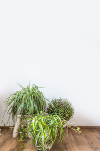 Close-up of potted plant against clear sky