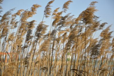 Crop growing in field