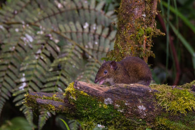 Close-up of lizard on tree