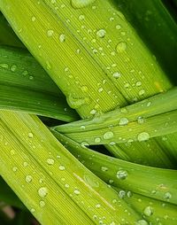 Full frame shot of wet leaves