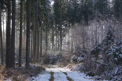 Trees in forest during winter