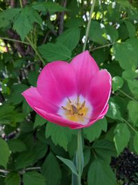 Close-up of pink water lily