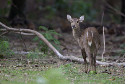 Deer standing in a field