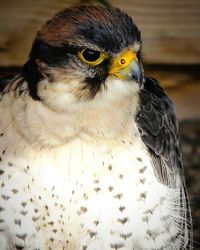 Close-up of eagle