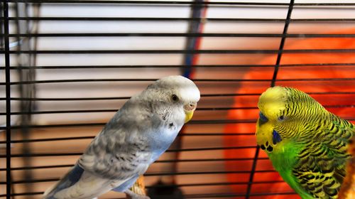 Close-up of parrot in cage