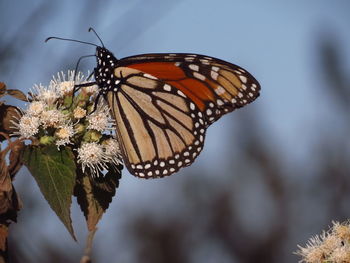 Butterfly perching on flower