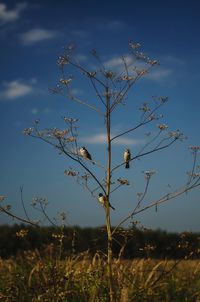 Bird on grass against blue sky