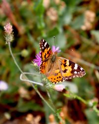 Close-up of butterfly pollinating on purple flower