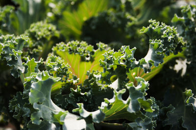 Close-up of kale plants