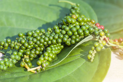 Close-up of fruits on green leaf