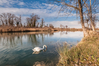 Swans swimming on lake against sky