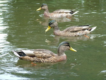 High angle view of female mallard ducks swimming in lake