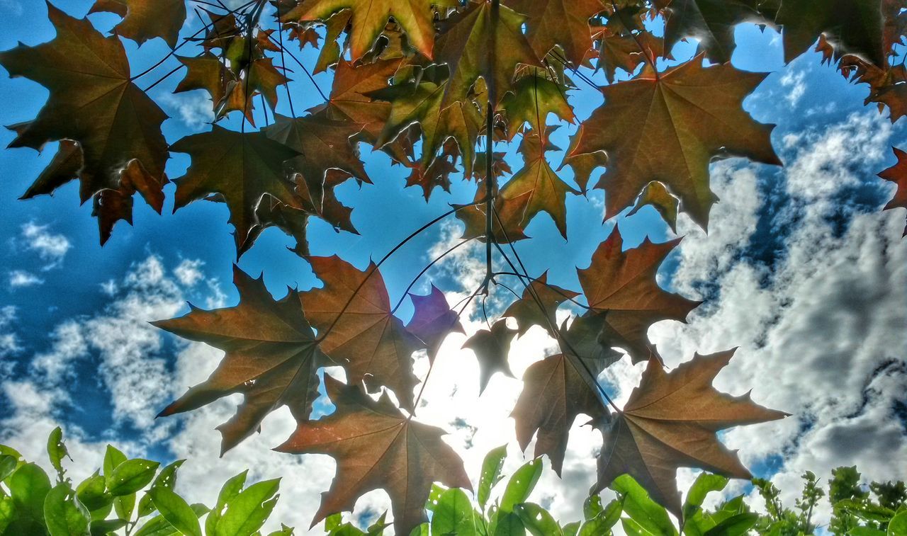 leaf, low angle view, tree, sky, growth, nature, branch, beauty in nature, tranquility, day, leaves, sunlight, cloud - sky, outdoors, blue, no people, close-up, green color, season, cloud