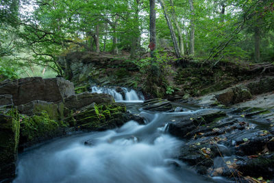 Stream flowing through rocks in forest