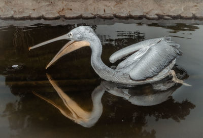 Close-up of duck swimming in lake