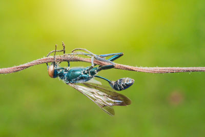 Close-up of insect on plant