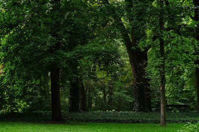 Trees in forest