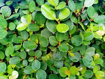 Full frame shot of raindrops on leaves