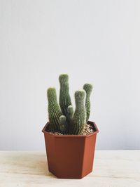 Potted plant on table against white background
