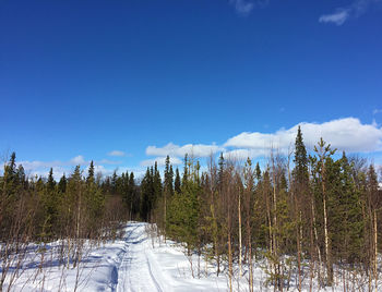 Scenic view of forest against sky during winter