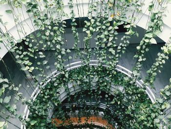 Low angle view of plants in building