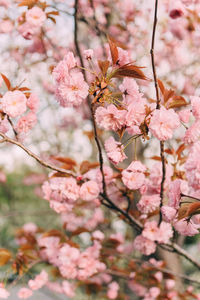 Close-up of cherry blossom