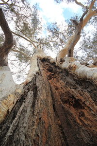 Low angle view of tree against sky