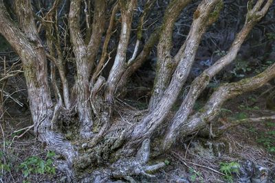 Close-up of tree roots