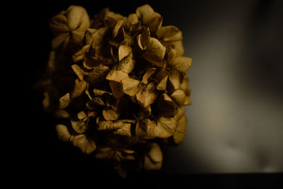 Close-up of leaves against black background