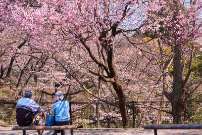 Rear view of woman and pink cherry blossom tree