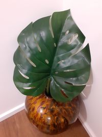 High angle view of succulent plant on table