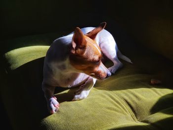 High angle view of dog resting on bed at home