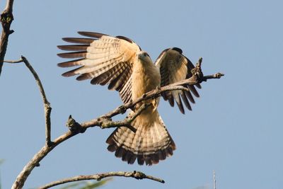 Low angle view of bird perching on branch