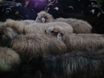 Close-up of sheep