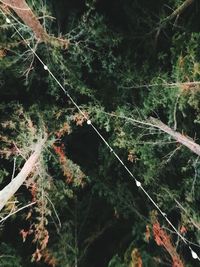 High angle view of spider web in forest