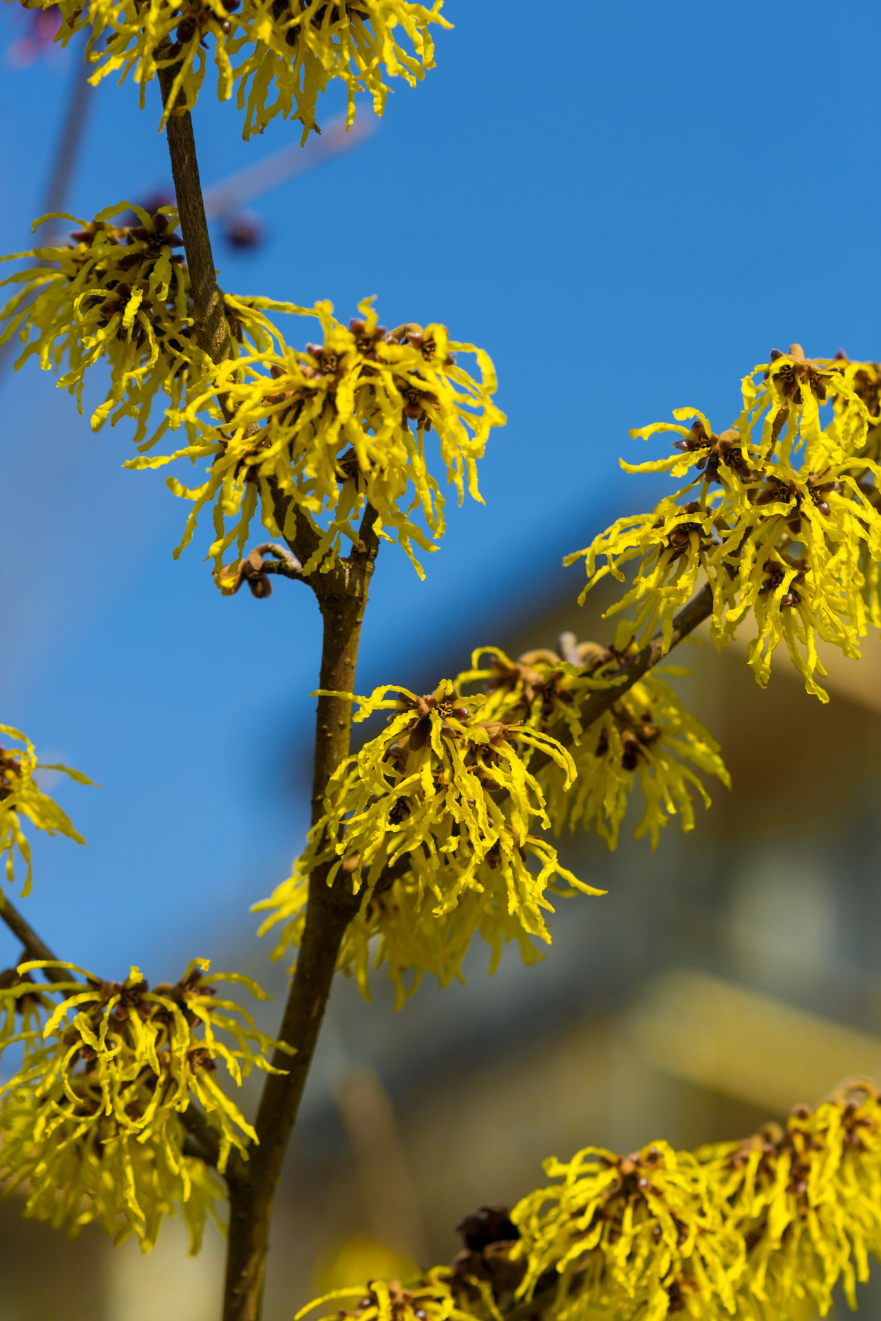 Hamamelis intemedia