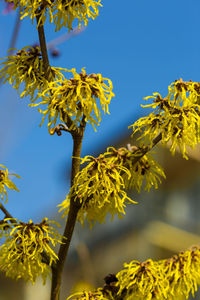 Low angle view of tree against clear sky