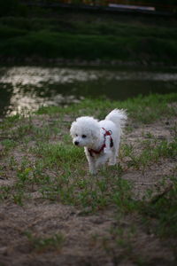 Portrait of white dog on field